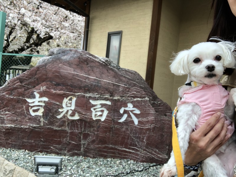 「吉見百穴」埼玉県吉見町にある国指定史跡へ愛犬とおでかけ！